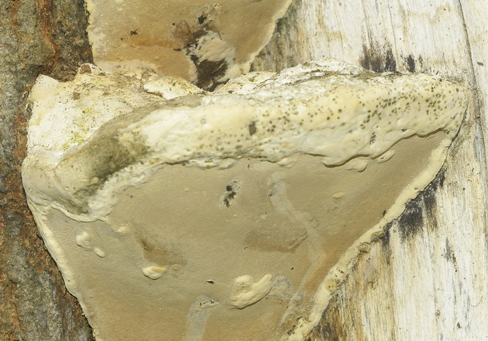 Aphyllophorales romano